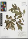 Foto von Salix pentandra L.
